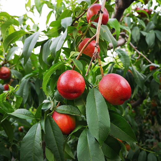 【分仓直发包邮】红皮黄肉油桃2斤小果（单果60g+）（约12-16个） 商品图5