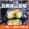 苗家圆圆云南高山蓝莓 现摘现发 应季水果脆甜多汁 自然成熟手工采摘 500g/1000g 顺丰空运（零下地区慎拍  冻坏不售后） 商品缩略图0