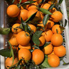 云阳伦晚脐橙，精选中大果，一箱净重10斤左右，发顺丰 商品缩略图4