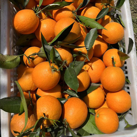 云阳伦晚脐橙，精选中大果，一箱净重10斤左右，发顺丰 商品图4