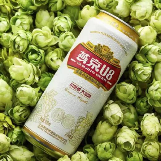 燕京U8优爽小度特酿啤酒 8°P听装 500ml*1 商品图2