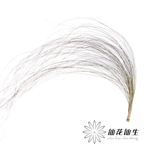 永生花材 | 干羽毛草 商品图1