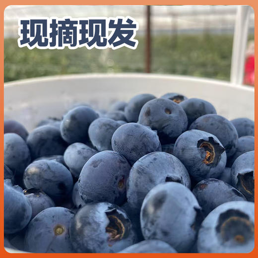 苗家圆圆云南高山蓝莓 现摘现发 应季水果脆甜多汁 自然成熟手工采摘 500g/1000g 顺丰空运（零下地区慎拍  冻坏不售后） 商品图3