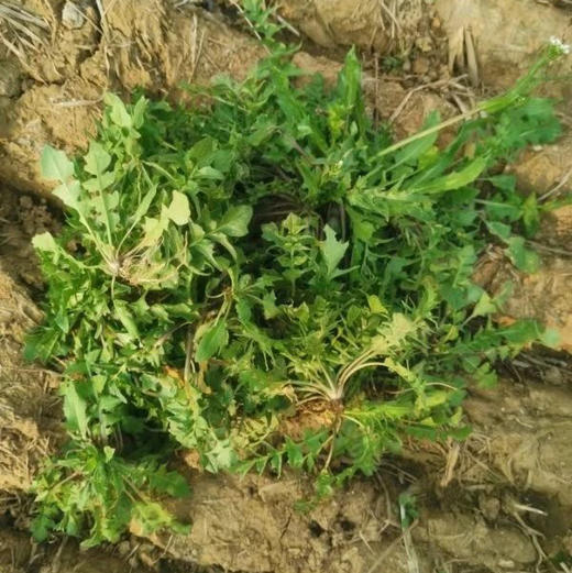 【下单后72小时发货】野生速冻荠菜2斤装左右/4斤装左右，挖来的荠菜先摘好，再洗干净，用热水烫了，控水，冷冻了发货，介意勿拍！ 商品图4