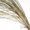 永生花材 | 干羽毛草 商品缩略图2