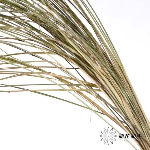 永生花材 | 干羽毛草 商品图2
