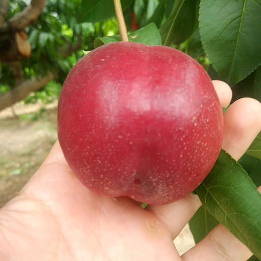 【分仓直发包邮】红皮黄肉油桃2斤小果（单果60g+）（约12-16个） 商品图4