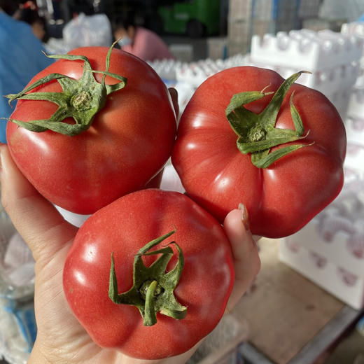 【沙瓤肉细】陕西普罗旺斯西红柿 商品图5