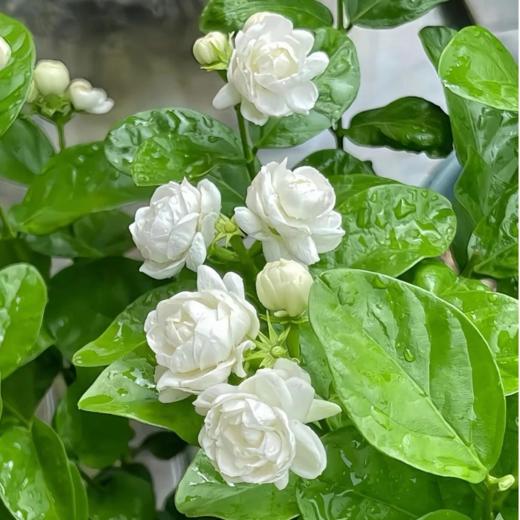 50枝 冰露茉莉 | 新客福利 商品图1