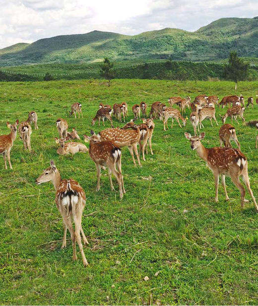 【鹿胶多肽固体饮料】全新升级 自由鹿场 道地鹿胶 科学搭配黄芪+西洋参 真材实料 即冲即饮 小分子肽更容易吸收【AA】 商品图2