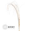 永生花 | 干芦苇叶 商品缩略图1