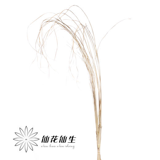 永生花 | 干芦苇叶 商品图1
