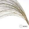 永生花材 | 干羽毛草 商品缩略图0
