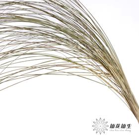 永生花材 | 干羽毛草