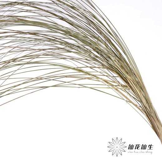 永生花材 | 干羽毛草 商品图0