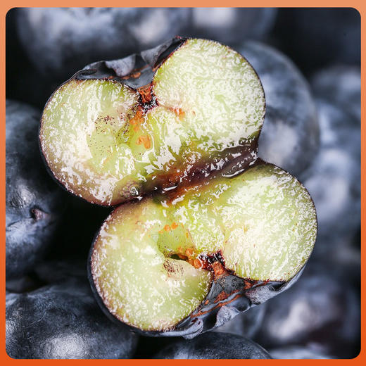 苗家圆圆云南高山蓝莓 现摘现发 应季水果脆甜多汁 自然成熟手工采摘 500g/1000g 顺丰空运（零下地区慎拍  冻坏不售后） 商品图1