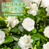 3棵白玉栀子树 | 新客福利 商品缩略图1