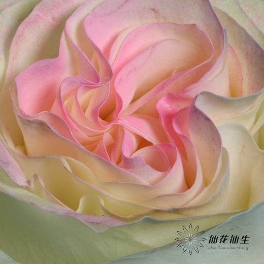 厄瓜多尔单头玫瑰 | 水母JELLYFISH 商品图2