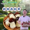 清新禾云红松茸鲜品 1斤 商品缩略图0