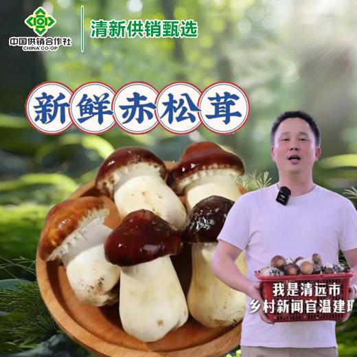 清新禾云红松茸鲜品 1斤 商品图0