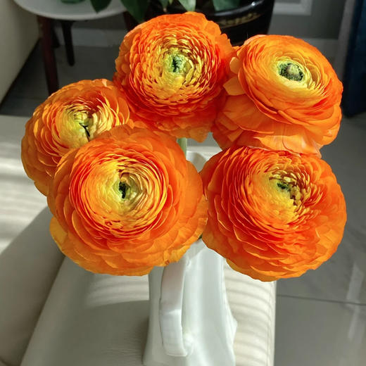 新鲜鲜花  洋牡丹鲜切花10支 白色/红色/粉色/黄色/橙色（可备注送货时间） 商品图2