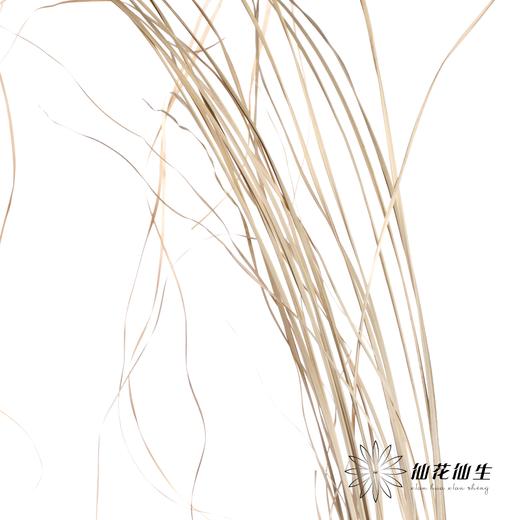 永生花 | 干芦苇叶 商品图2
