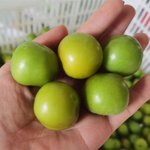 【分仓直发包邮】福建三月李1斤小果（青果、偏酸口感）（约40-50个）（送辣椒盐） 商品图1