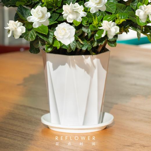 3棵白玉栀子树 | 新客福利 商品图2