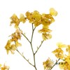 兰花 | 梦香兰黄色 商品缩略图0