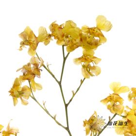 兰花 | 梦香兰黄色