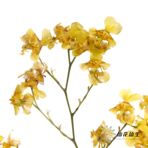 兰花 | 梦香兰黄色 商品图0