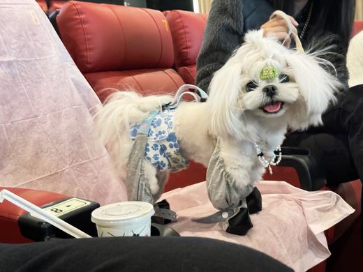 奥斯卡金融岛影城宠物友好月🐶，39.9元/一人一狗温馨观影 商品图3