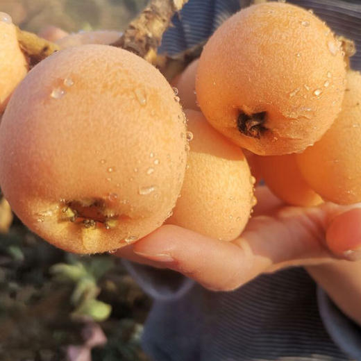 【分仓直发包邮】福建云霄枇杷1斤装大果（10个内）（单果50g+） 商品图2