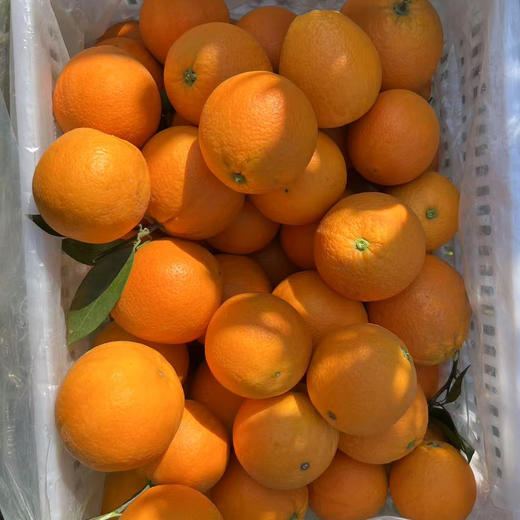 云阳伦晚脐橙，精选中大果，一箱净重10斤左右，发顺丰 商品图3