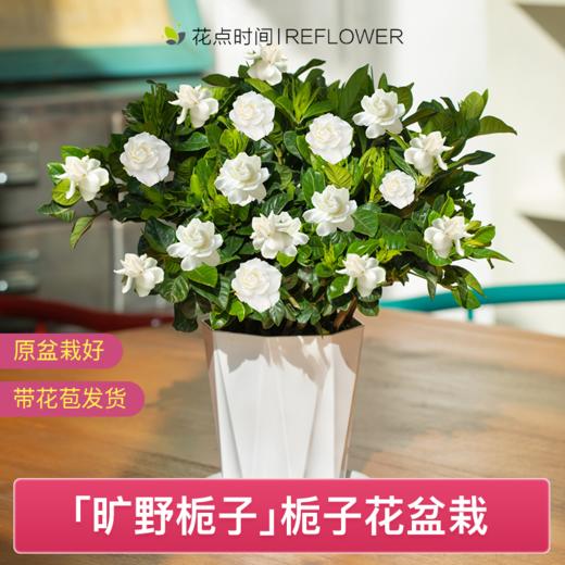 3棵白玉栀子树 | 新客福利 商品图0