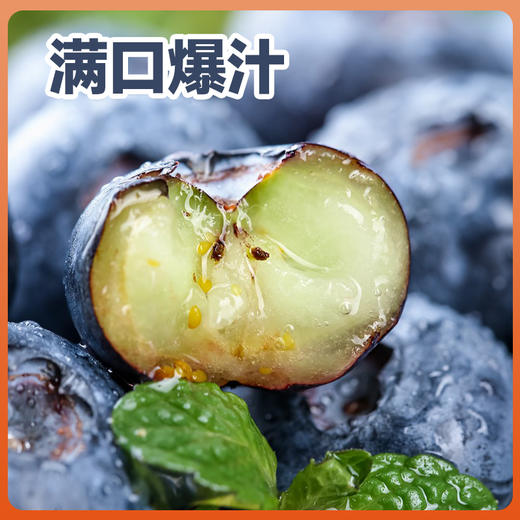 苗家圆圆云南高山蓝莓 现摘现发 应季水果脆甜多汁 自然成熟手工采摘 500g/1000g 顺丰空运（零下地区慎拍  冻坏不售后） 商品图2