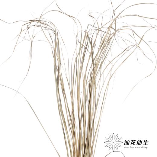 叶材 | 花边芦苇叶 商品图2