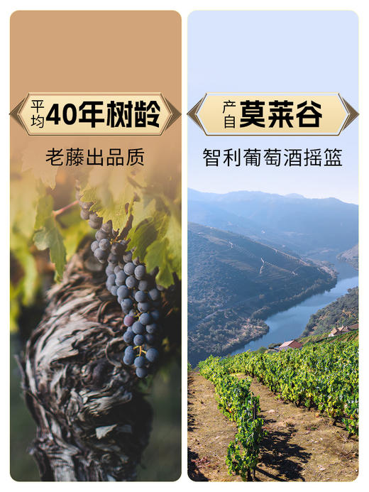 傲鱼尊蓝R5西拉梅洛混酿红葡萄酒750ML*1瓶（无礼盒）100%智利原瓶进口【XPTX】 商品图2