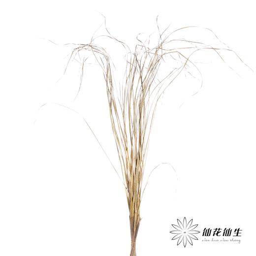 叶材 | 花边芦苇叶 商品图1