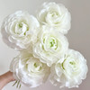 新鲜鲜花  洋牡丹鲜切花10支 白色/红色/粉色/黄色/橙色（可备注送货时间） 商品缩略图1