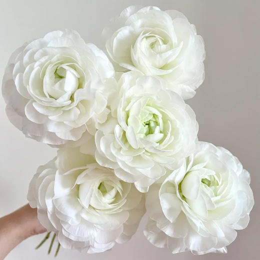 新鲜鲜花  洋牡丹鲜切花10支 白色/红色/粉色/黄色/橙色（可备注送货时间） 商品图1