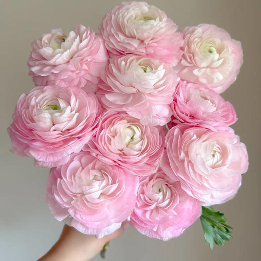 新鲜鲜花  洋牡丹鲜切花10支 白色/红色/粉色/黄色/橙色（可备注送货时间） 商品图3
