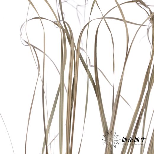 叶材 | 花边芦苇叶 商品图3