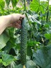 周一取货：【农家带刺黄瓜】一袋2斤左右，清脆爽口，瓜味浓郁，新鲜美味！ 商品缩略图1
