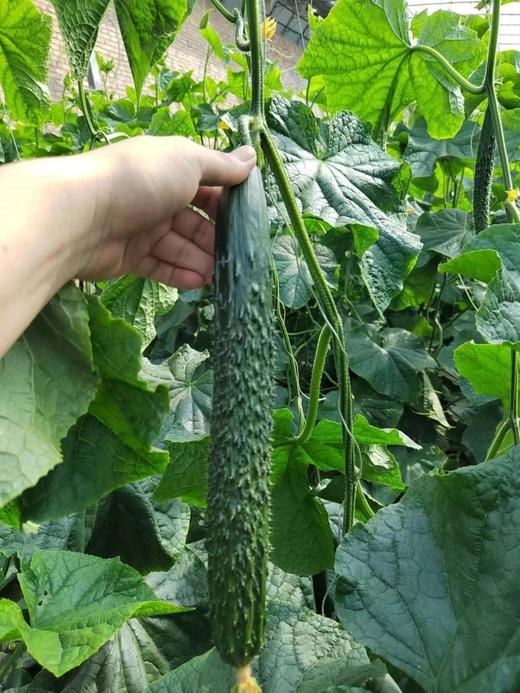 周一取货：【农家带刺黄瓜】一袋2斤左右，清脆爽口，瓜味浓郁，新鲜美味！ 商品图1