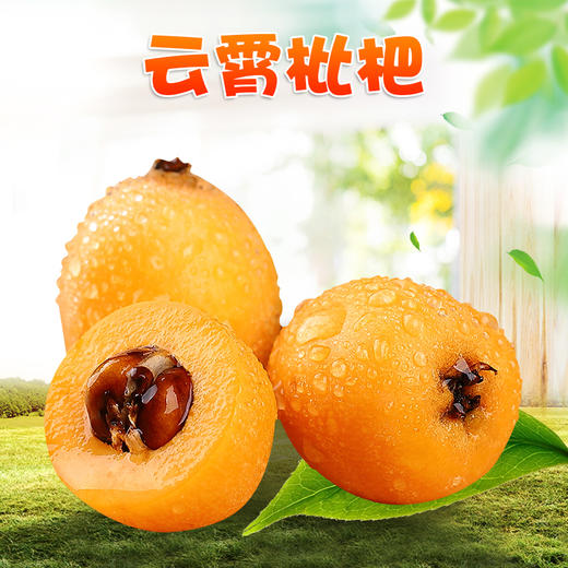 【分仓直发包邮】福建云霄枇杷1斤装大果（10个内）（单果50g+） 商品图0