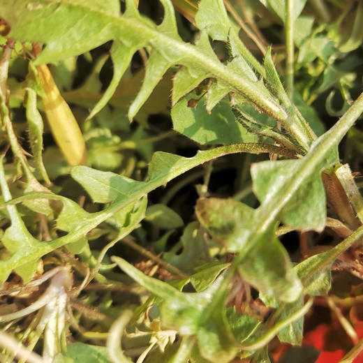 【下单后72小时发货】野生速冻荠菜2斤装左右/4斤装左右，挖来的荠菜先摘好，再洗干净，用热水烫了，控水，冷冻了发货，介意勿拍！ 商品图5