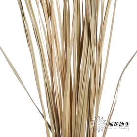 叶材 | 花边芦苇叶