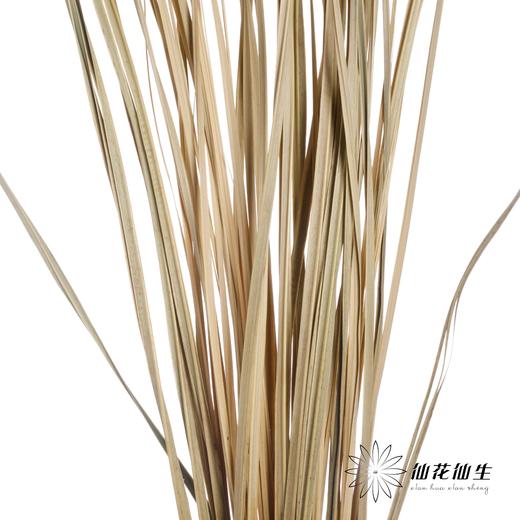 叶材 | 花边芦苇叶 商品图0