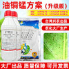 油铜锰方案矿物油代森锰锌喹啉铜杀虫剂柑橘果树专用杀螨剂杀虫剂 商品缩略图2